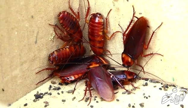 حمله سوسک ها به رستوران  حمله سوسک ها